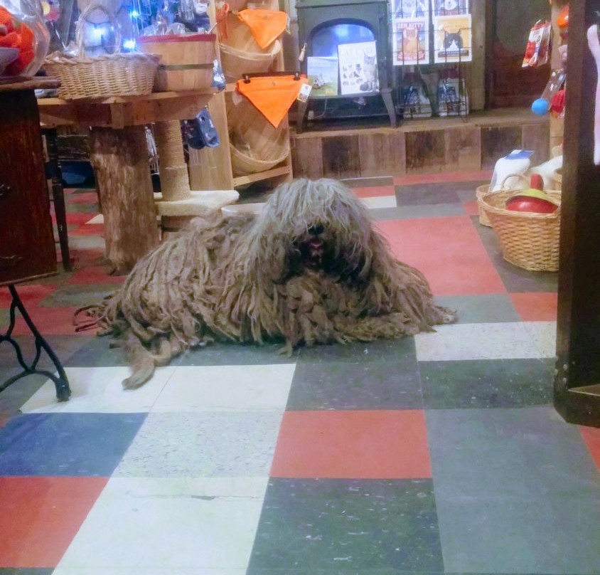 The Quirky Pet-蒙彼利埃必去景点