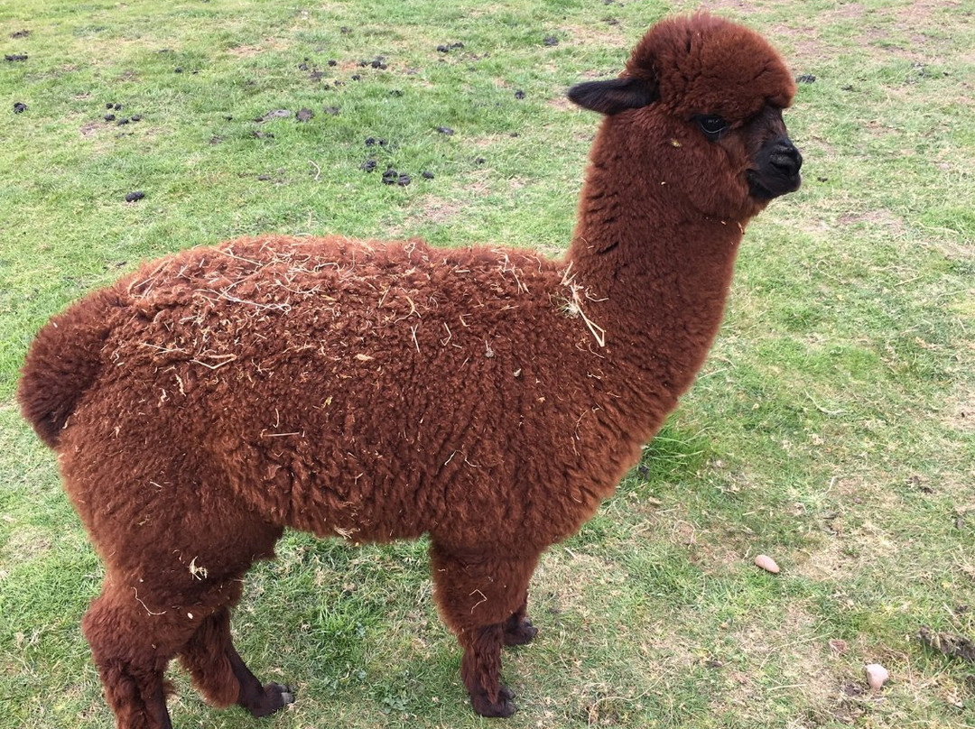 Butlers Farm Alpacas景点图片