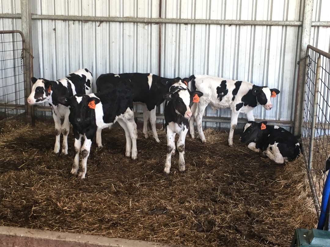 Boosey Creek Cheese-Boosey必去景点