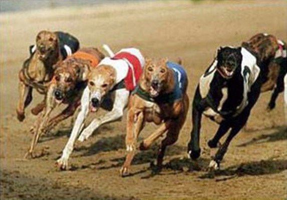 Nottingham Greyhound Stadium景点图片