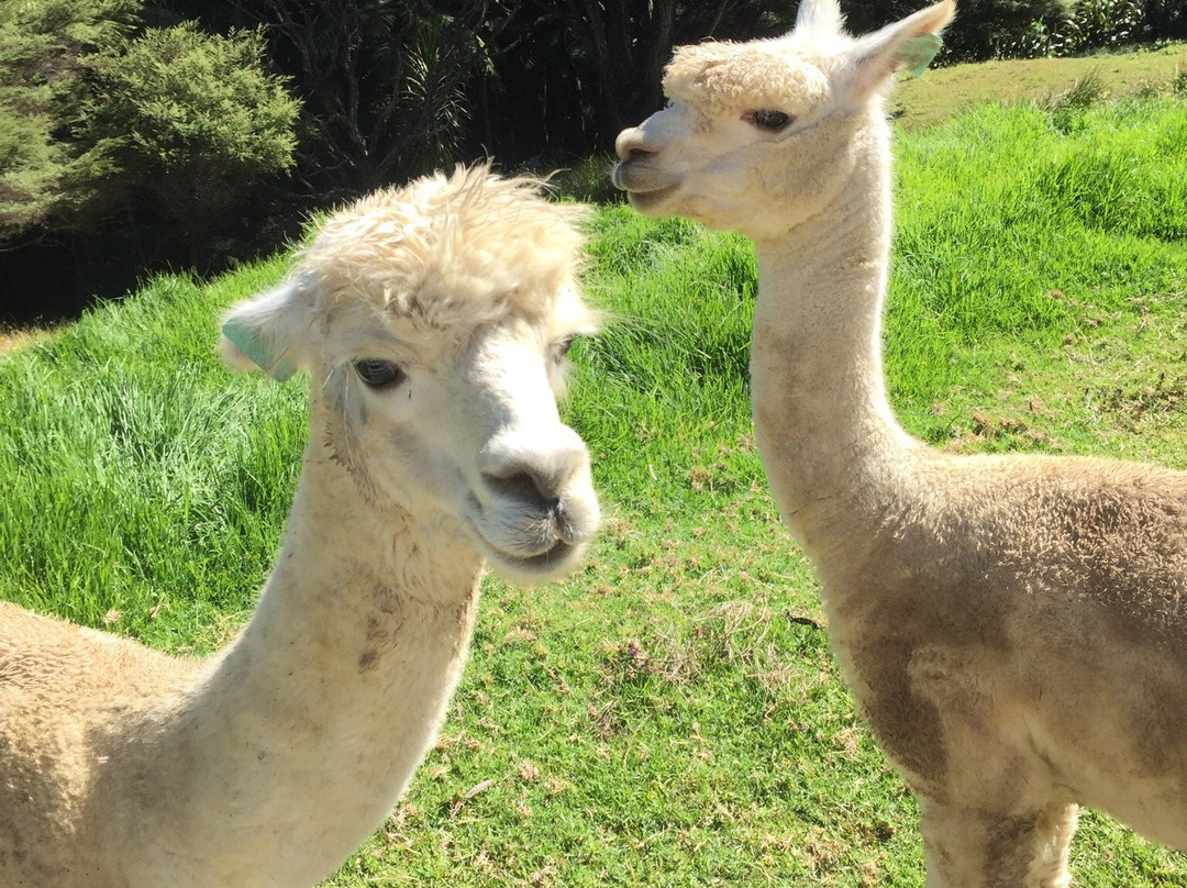 Vartamana Rereat主图