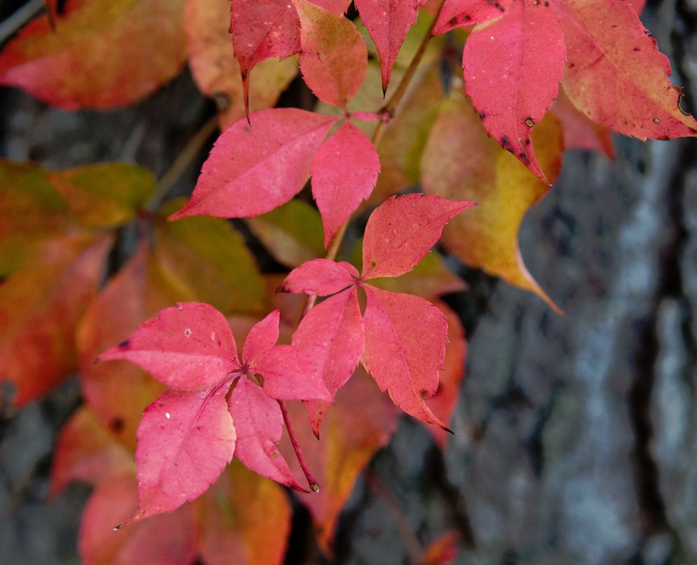 Adventure Damascus & Sundog Outfitter-Damascus必去景点