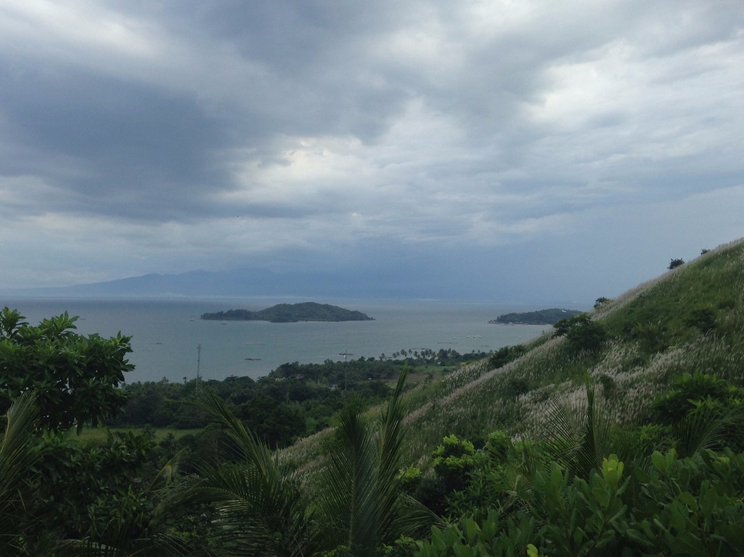 Windy Willow's主图