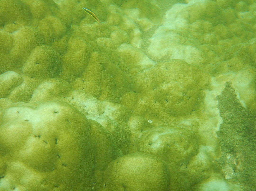 Escuela de Buceo Proyecto Azul景点图片