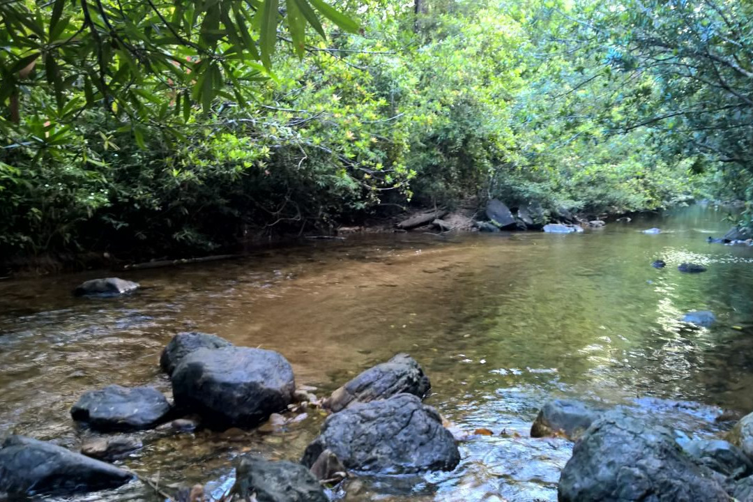 Kanneliya Forest Resort主图