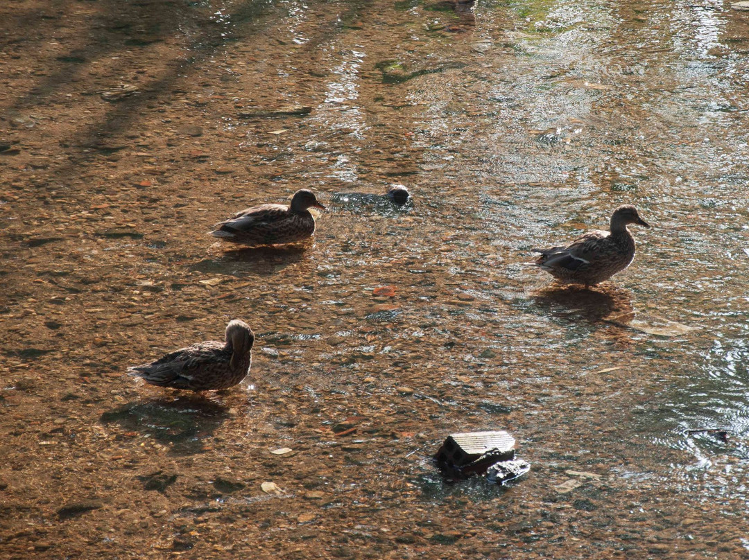 Paseo Fluvial del Rio Lagares景点图片