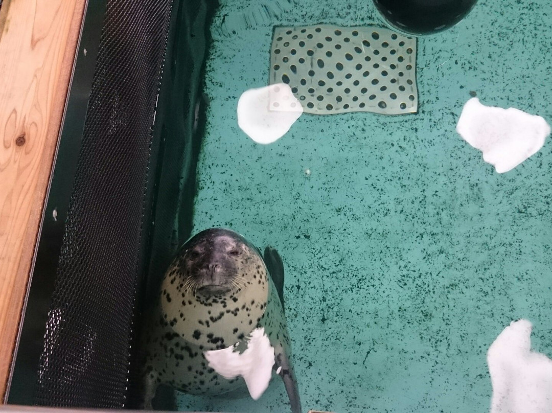 Kochi Prefectural Ashizuri Kaiyokan Aquarium-土佐清水市必去景点