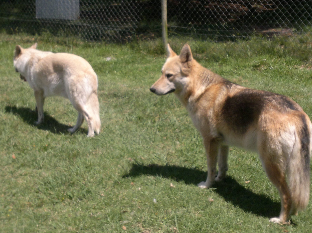 Tsitsikamma Wolf Sanctuary景点图片