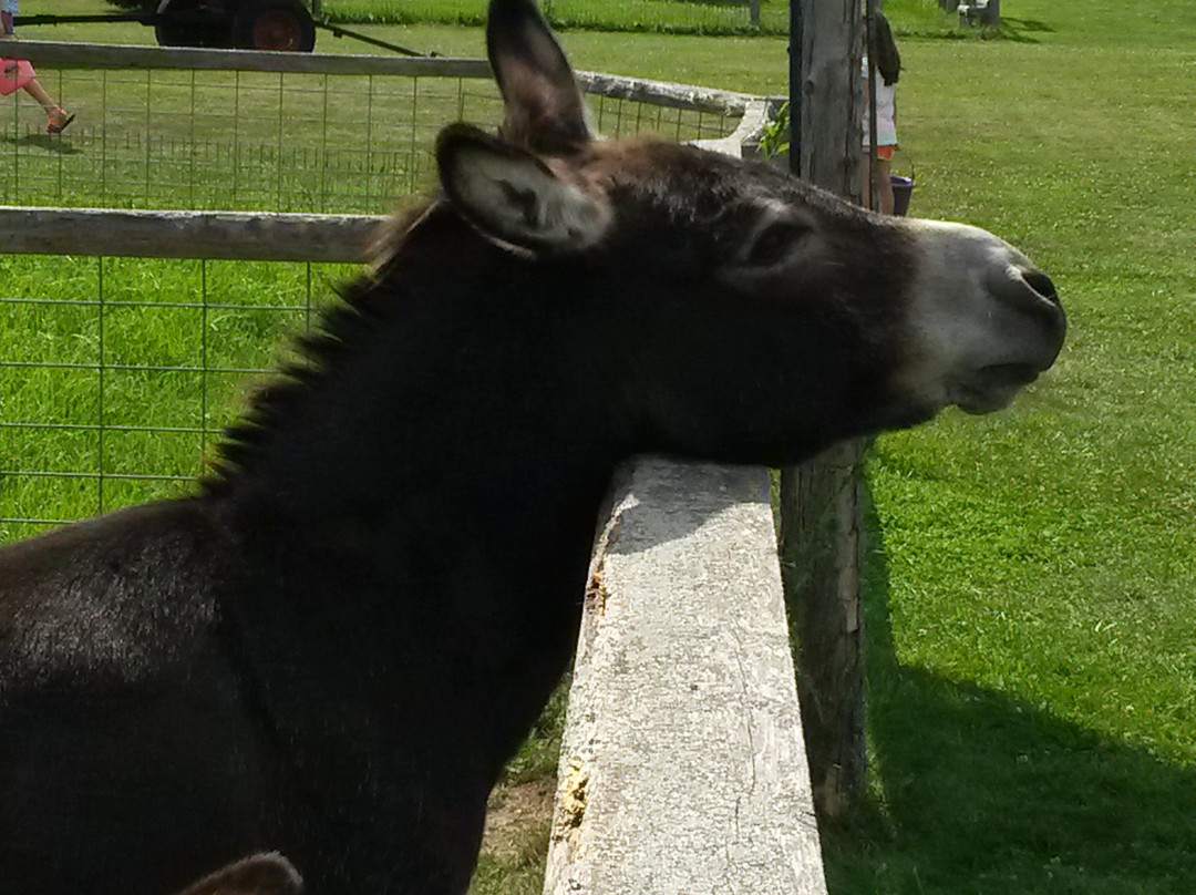 Plum Loco Animal Farm-Egg Harbor必去景点