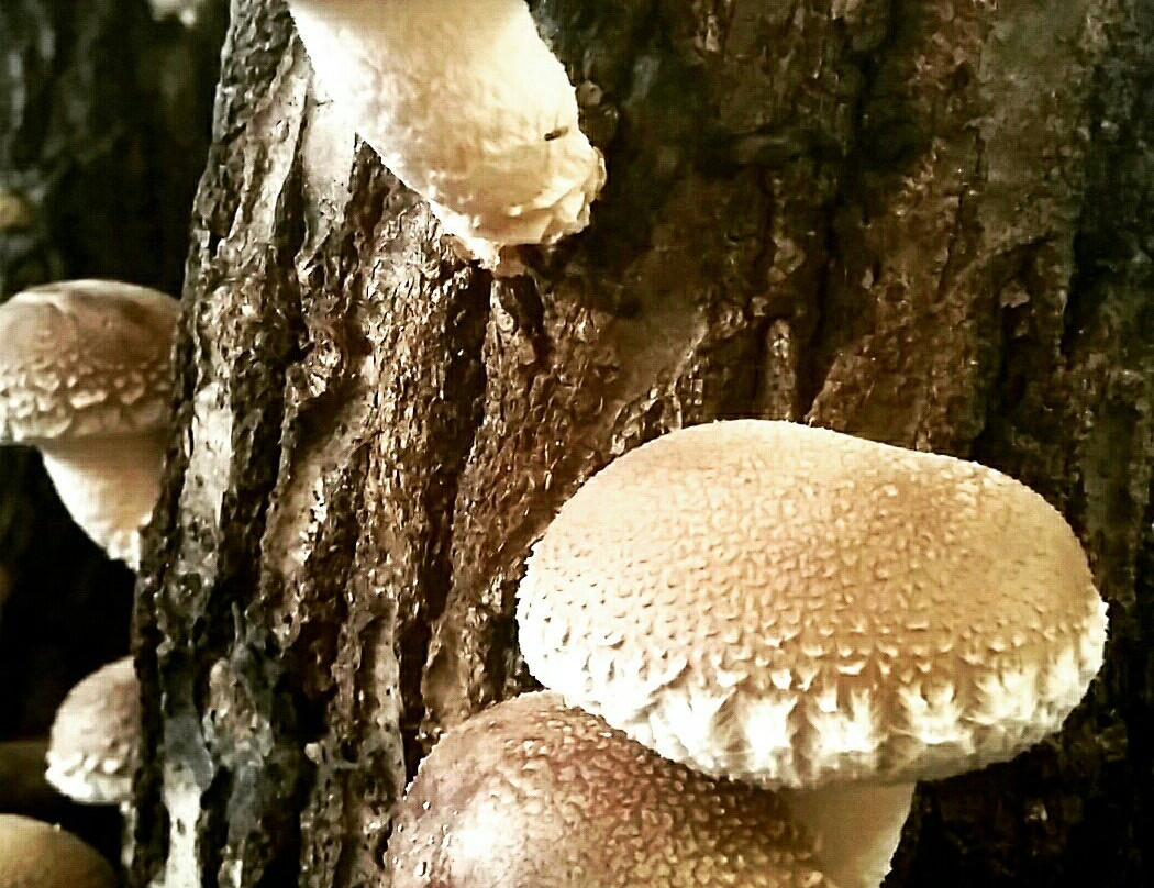 なかのきのこ園