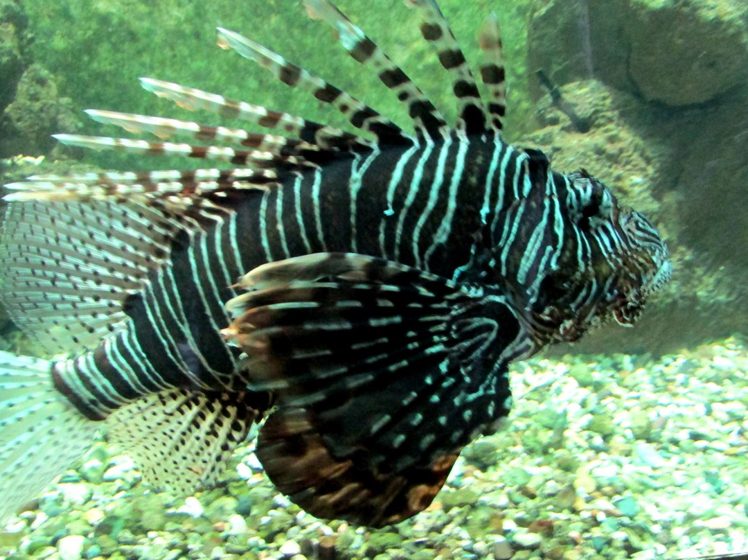 Shaab Abu Ramada/The Aquarium-赫尔格达必去景点