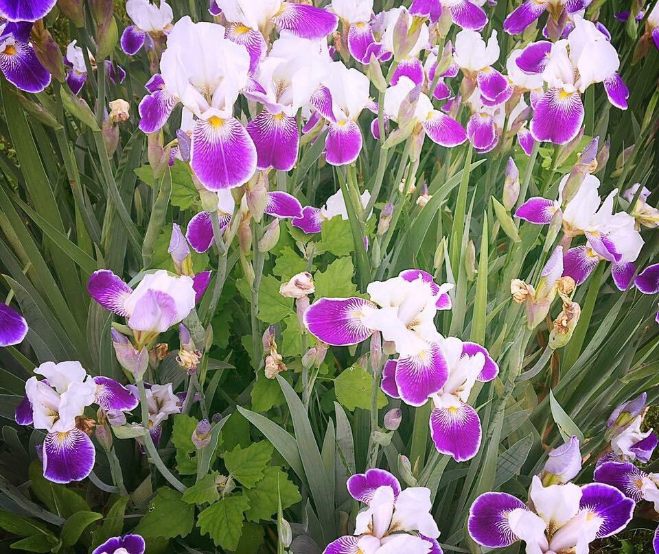 Orchardside Yarn Shop-Raphine必去景点