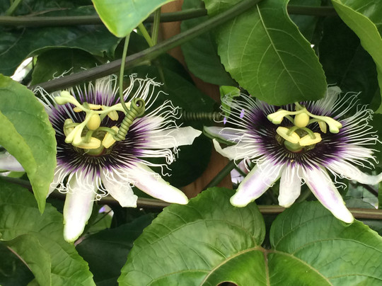 Miss Potter's Place-迈尔斯堡必去景点