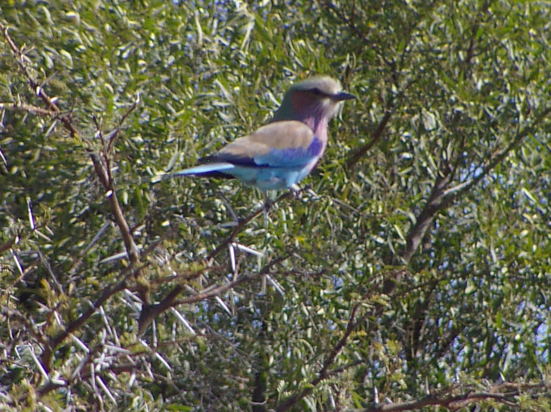 Mabula Private Game Reserve旅游攻略图片