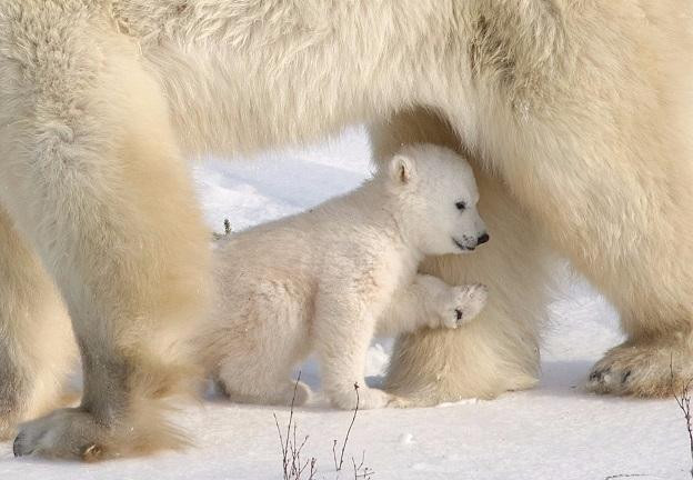 Wapusk National Park-丘吉尔必去景点