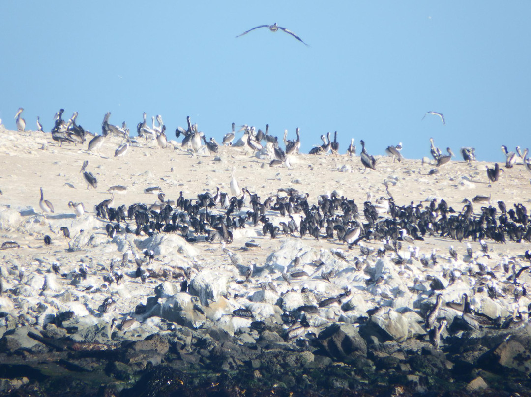 Humedal del Rio Lluta-阿里卡必去景点