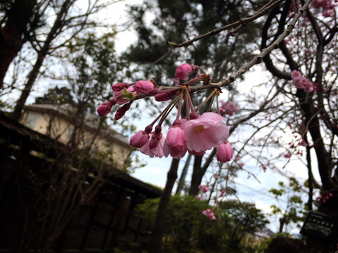 Nanbata Castle Park-富士见市必去景点