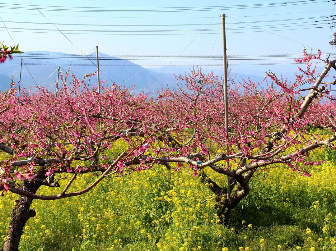 Yamanashi City Peach Fields-山梨市必去景点