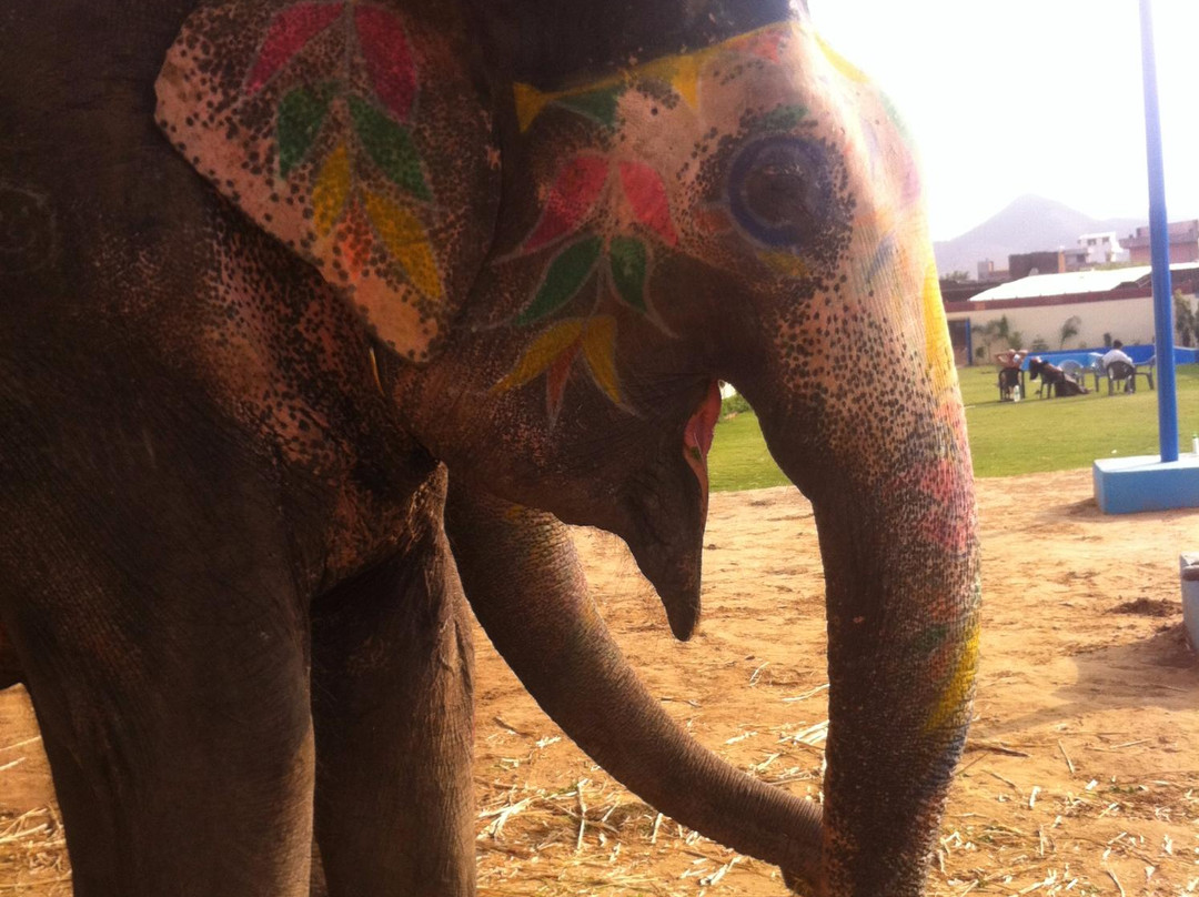 Elephant Activity Planner-斋蒲尔必去景点