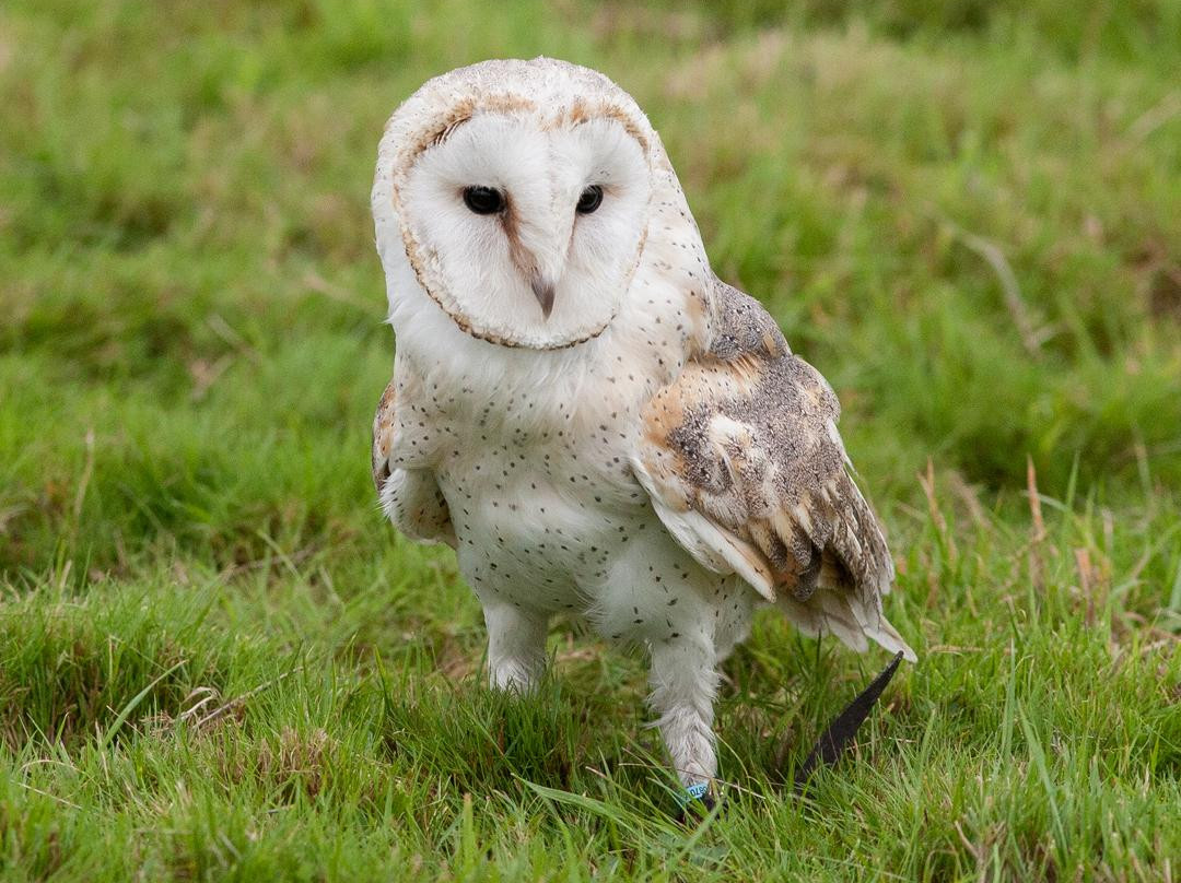 Sussex Falconry景点图片