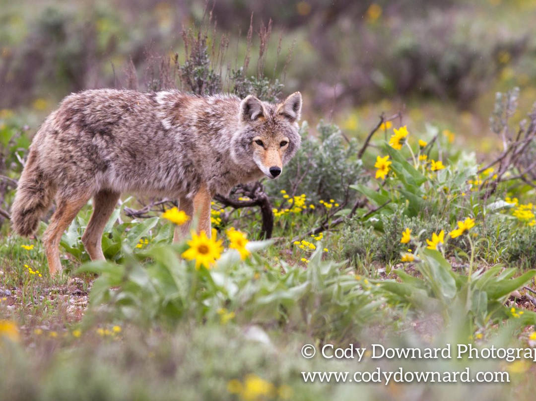 Cody Downard Photography Workshops and Tours-威尔逊必去景点