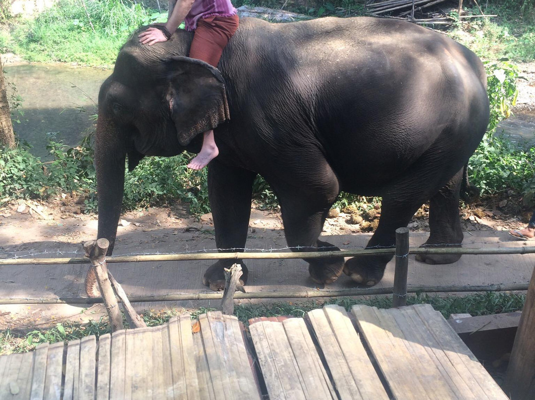 Deedee's Elephant Adventures景点图片