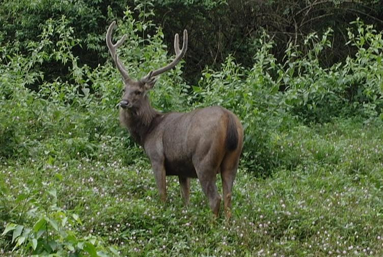 Kannimara Teak-Palakkad必去景点