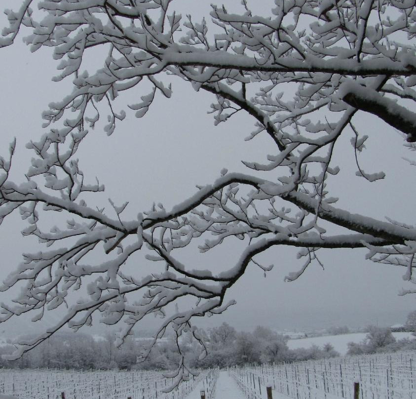 Sainte-Famille Wines Limited-Falmouth必去景点