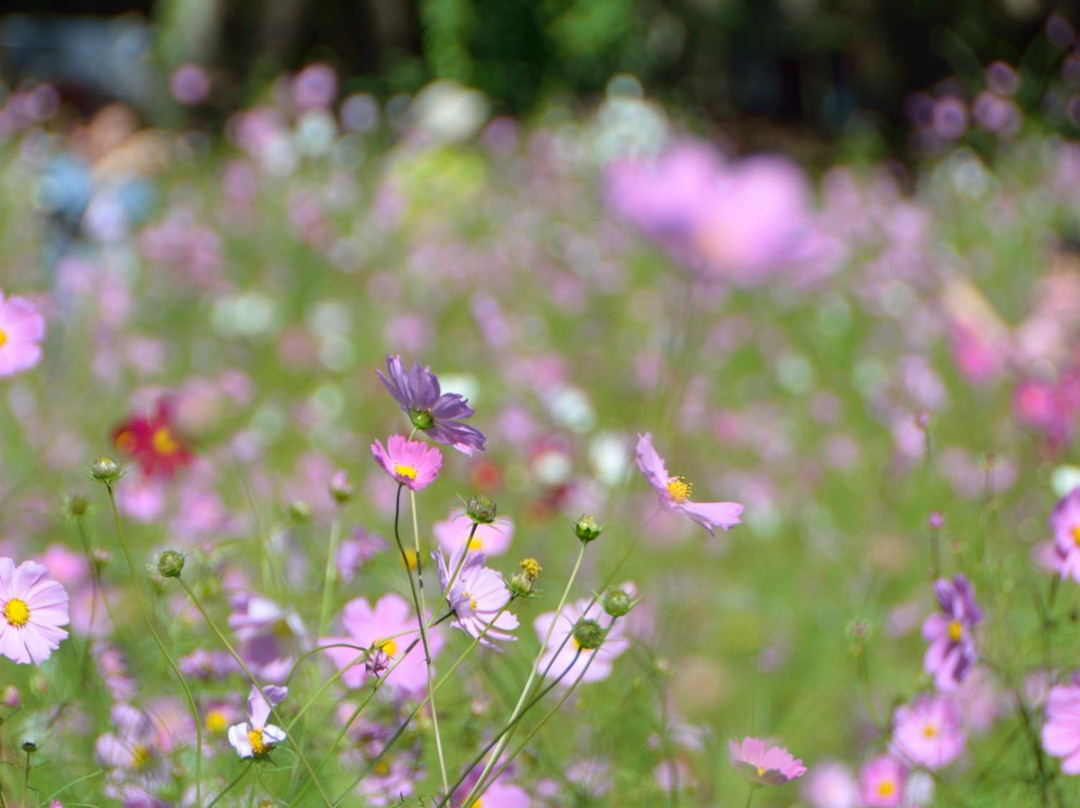 Toyono Cosmos Flower Field-丰能町必去景点