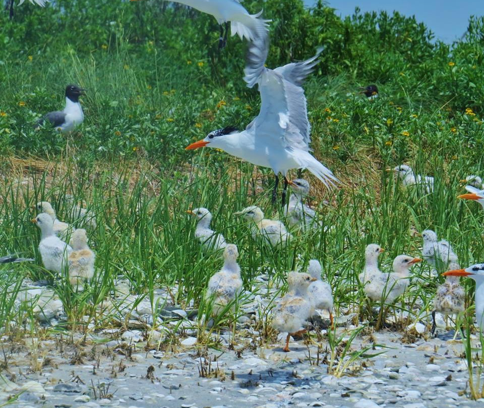 Barrier Island Kayaks景点图片