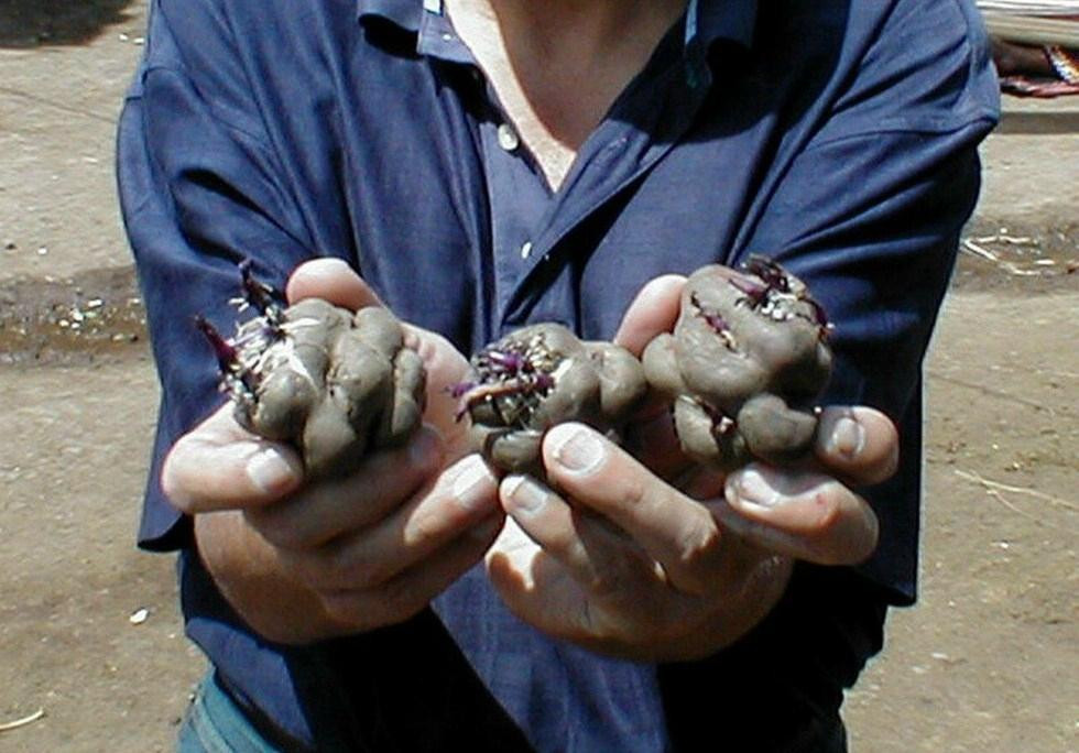 Potato Park-Pisac必去景点