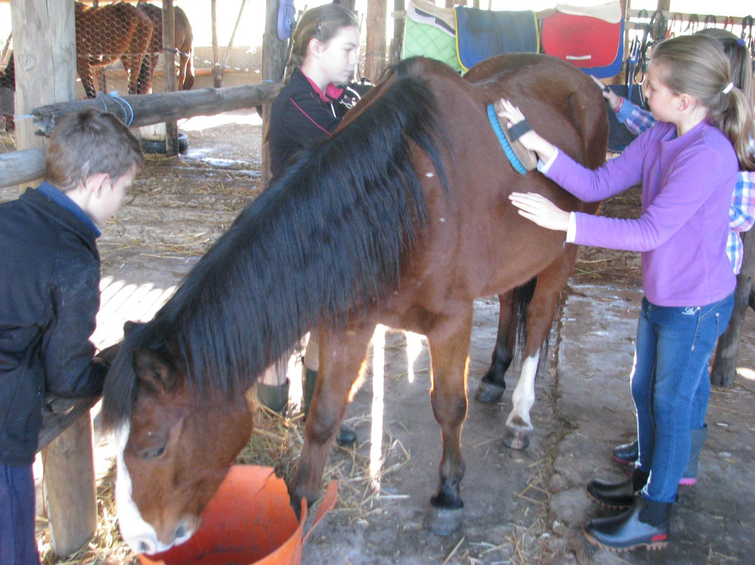 Pony Joy Rides-惠灵顿必去景点