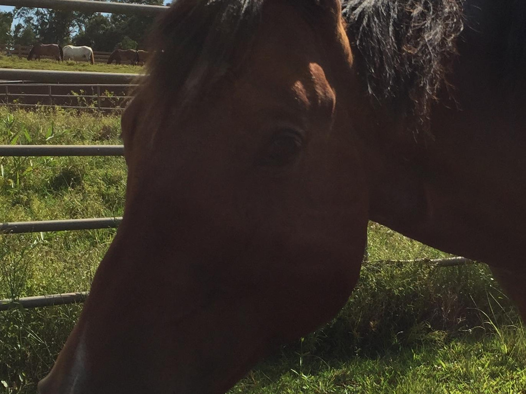 Piiholo Ranch Horseback-马卡瓦必去景点