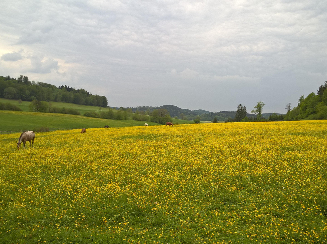 Sonnenbuehl旅游攻略图片