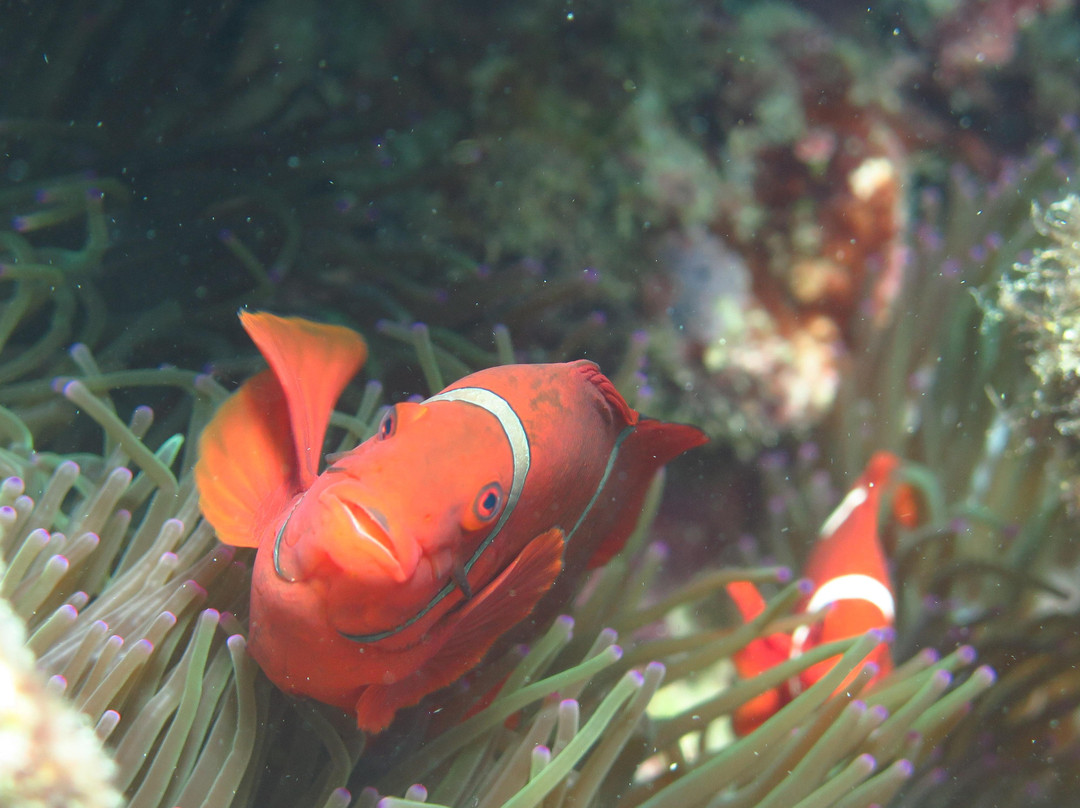 Opal Reef-道格拉斯港必去景点
