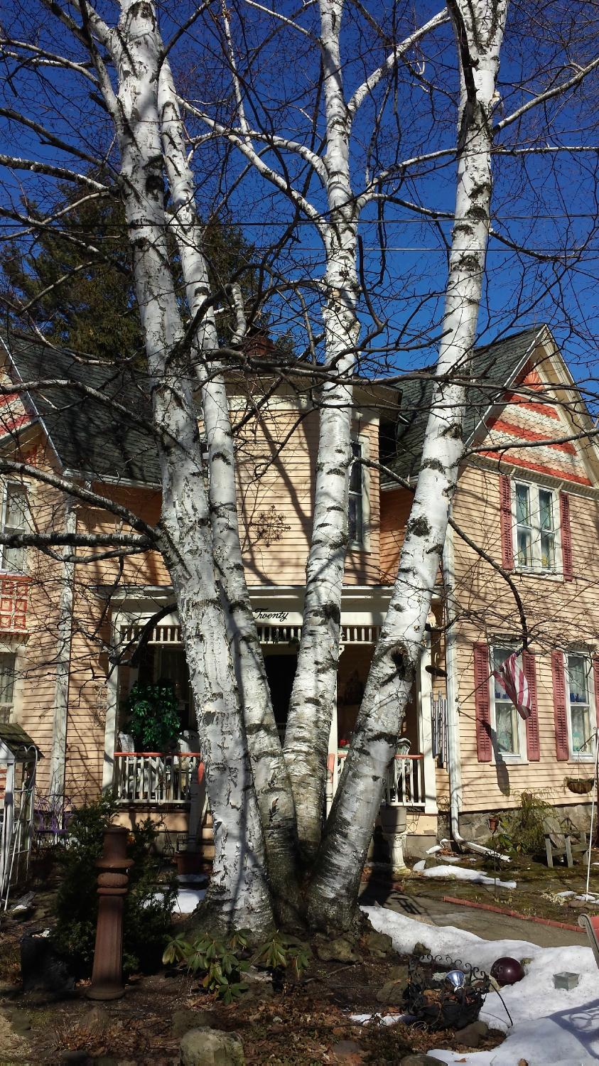 Twenty Woodlawn B&B-客卧