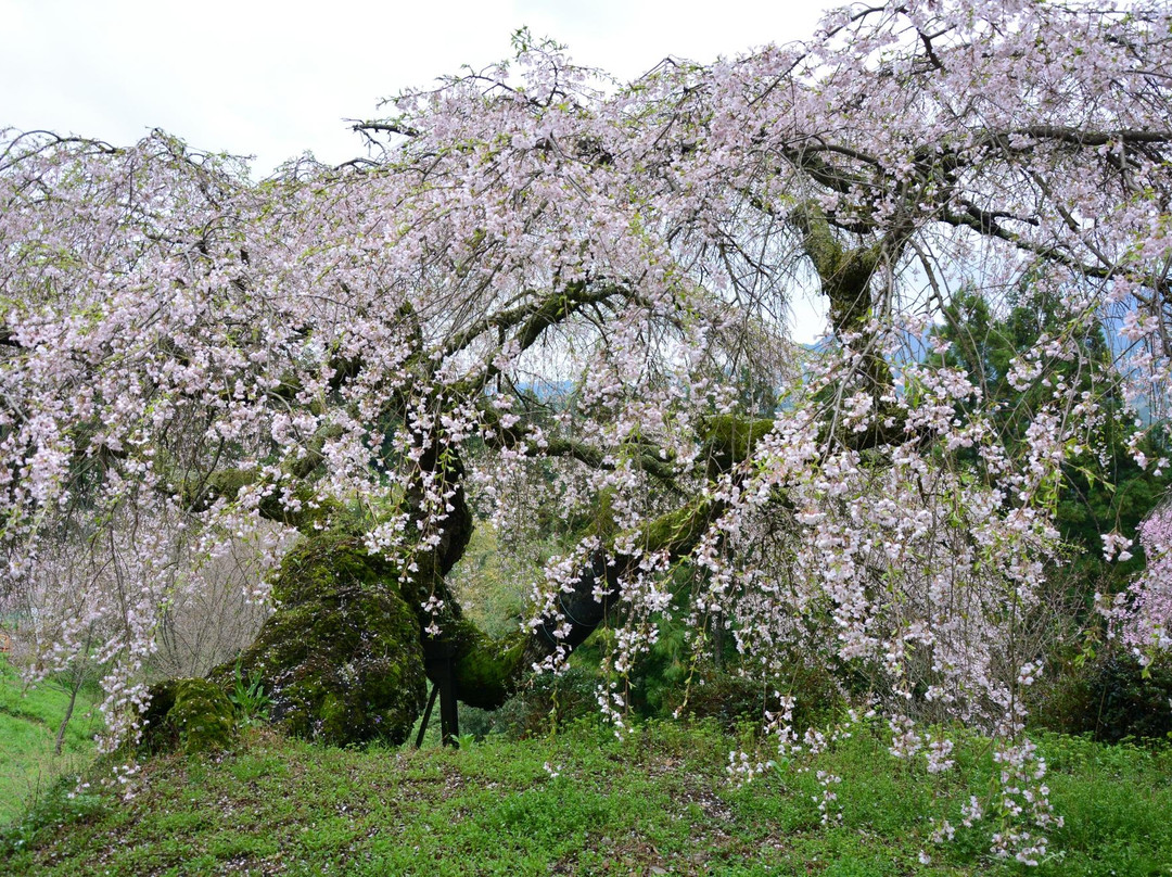Takikura Shrine-樱井市必去景点