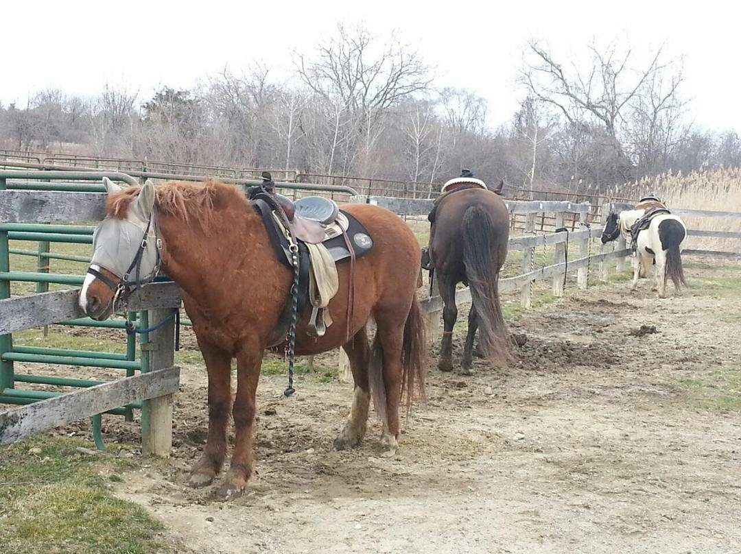 Maybury Riding Stable-诺斯维尔必去景点