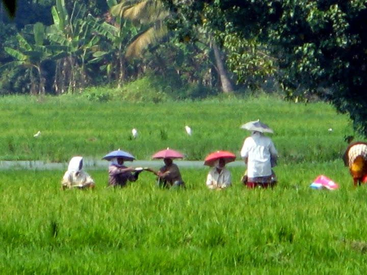 Paddy Land Tours-阿拉普扎必去景点