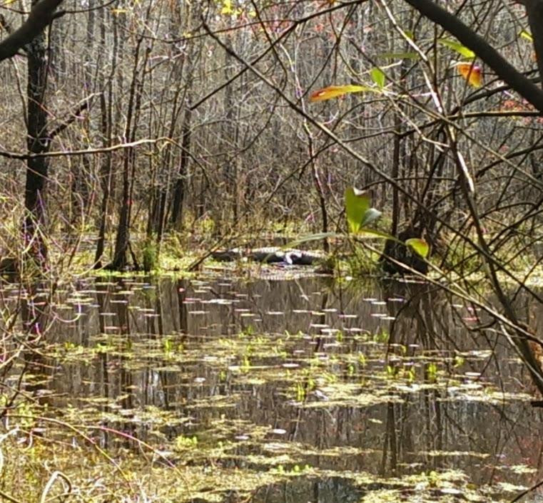 Congaree Creek Heritage Preserve-Cayce必去景点
