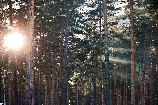 Pine Forest Park of Culture and Recreation-新西伯利亚必去景点