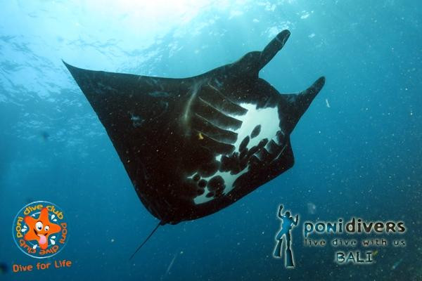 Poni Divers Bali-沙努尔必去景点