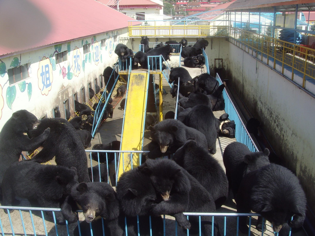 黑宝熊乐园-牡丹江市必去景点