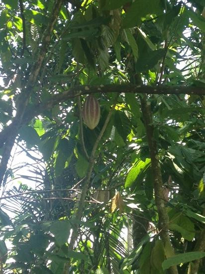 Bali Budha Tours-吉安雅必去景点