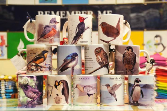 Remember Me Chile-巴拉斯港必去景点