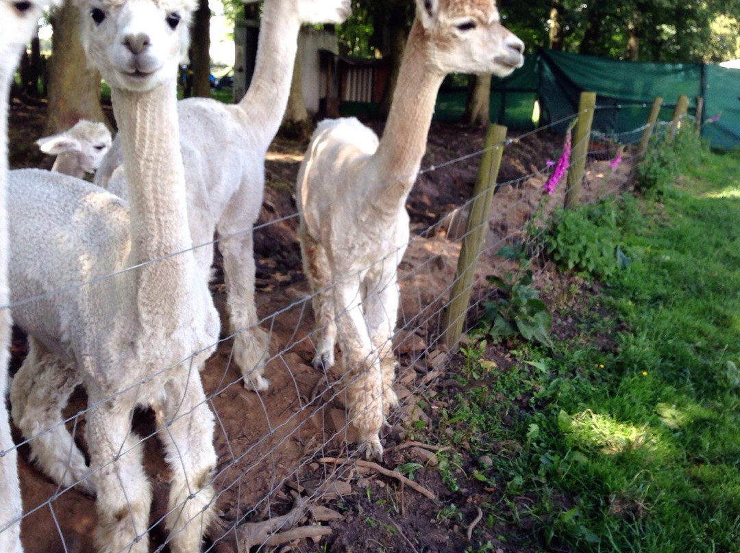 梅菲尔德羊驼馆-谢菲尔德必去景点