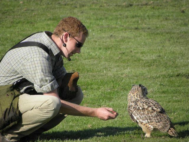Borough Farm Sheepdog and Falconry Displays-伍拉科姆必去景点