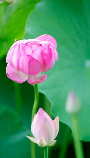 白洋淀之窗-安新县必去景点