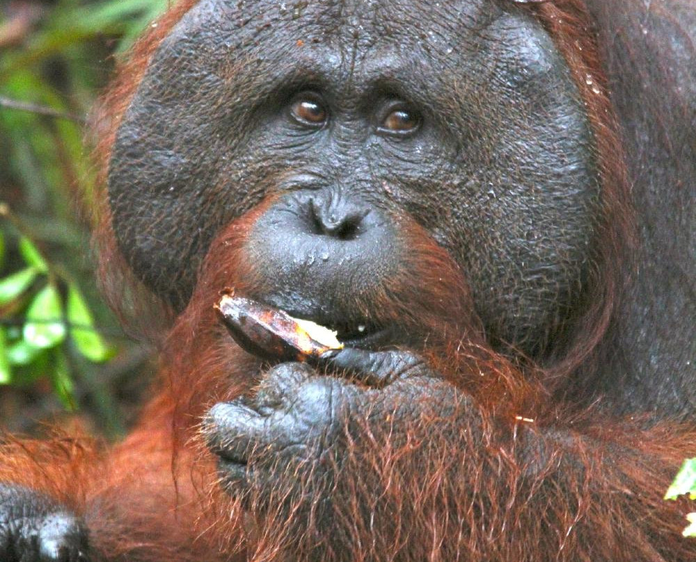 Wild Orangutan Tours - Day Tours-Pangkalan Bun必去景点