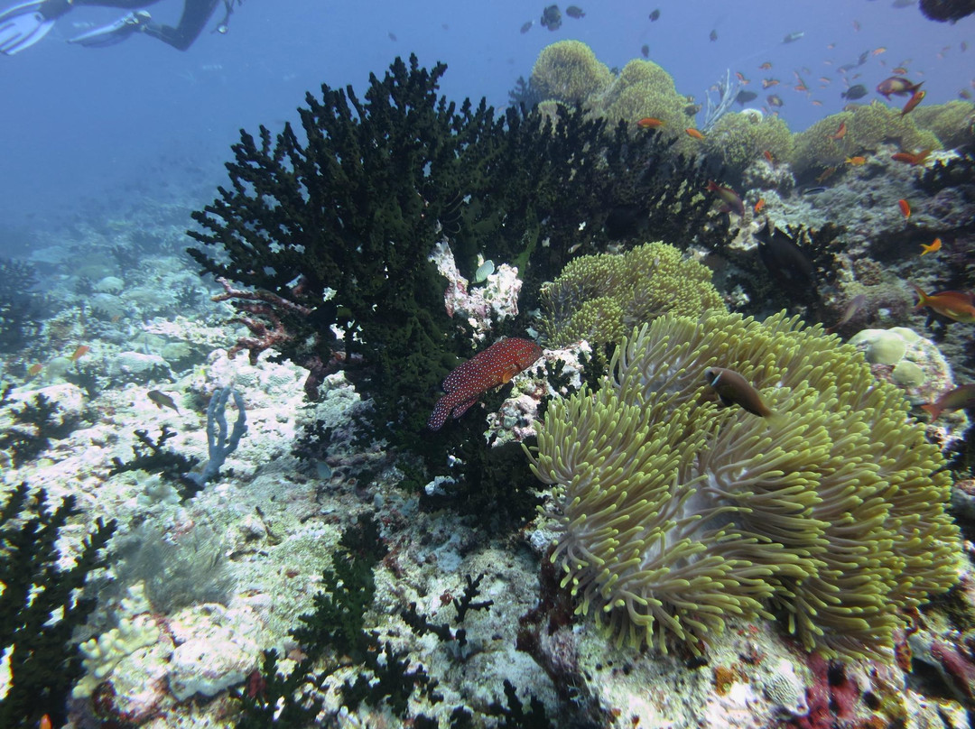 Dive & Sail Ellaidhoo-埃拉胡岛必去景点